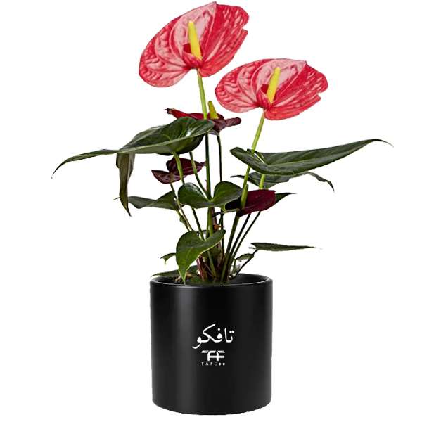 گل طبیعی انتوریوم تافکو مدل Z