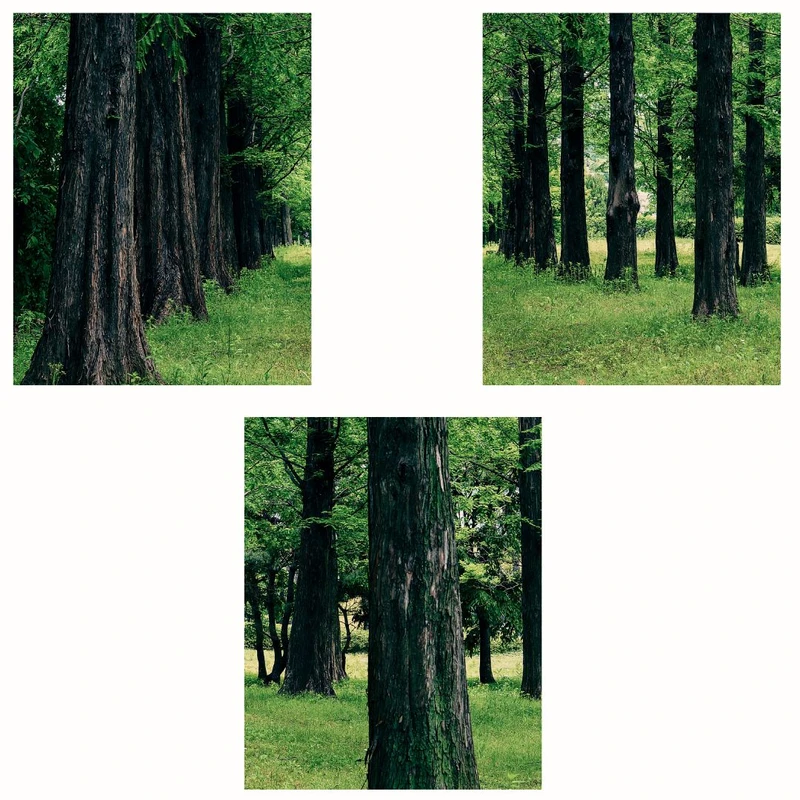 پوستر مدل جنگلی -چاپ از میان درختان مجموعه 3 عددی