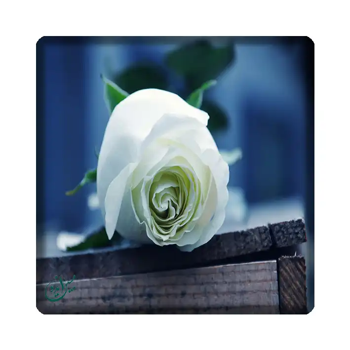 کاشی مبین ایده مدل گل kh10 کد 1242