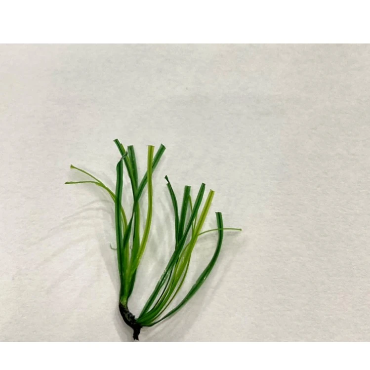 عکس شماره 7 : چمن مصنوعی دنیای چمن طرح آوانا مدل db25 سایز 2x1 متر