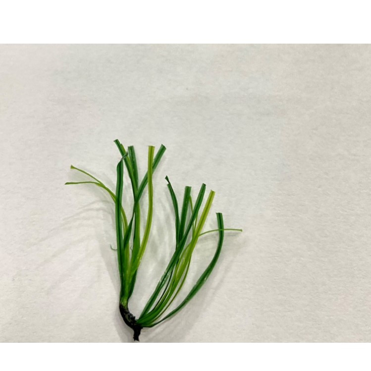 چمن مصنوعی دنیای چمن طرح آوانا مدل DB25 سایز 2x1 متر