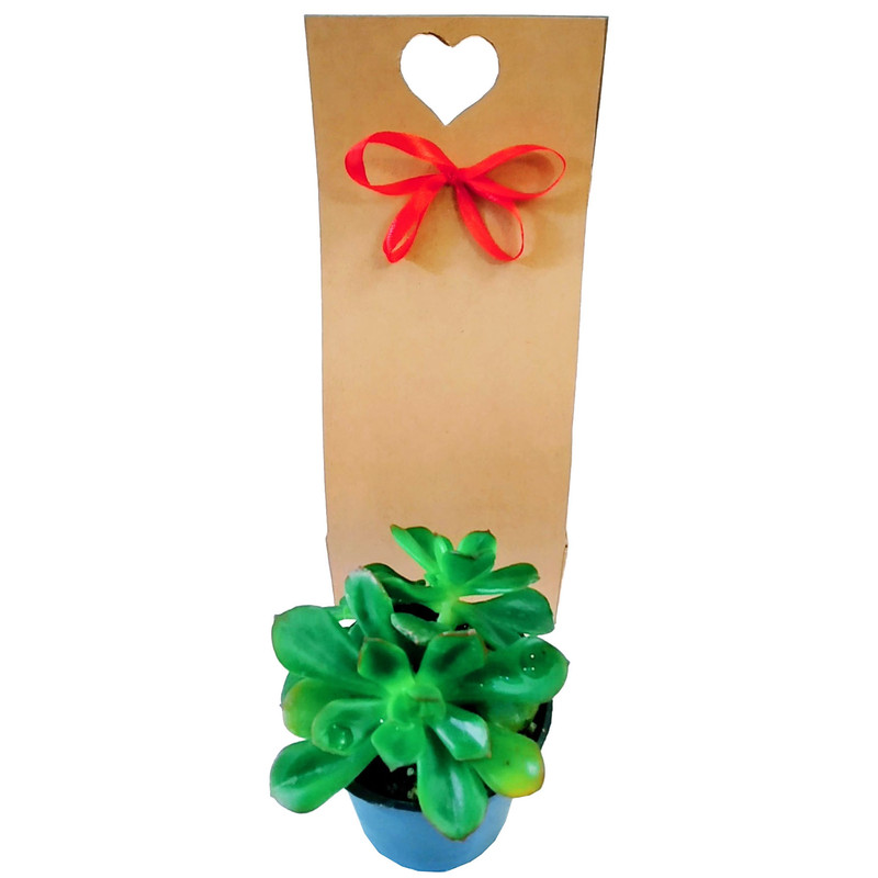 گیاه طبیعی ساکولنت مدل B-2 گیاه طبیعی ساکولنت مدل B-2