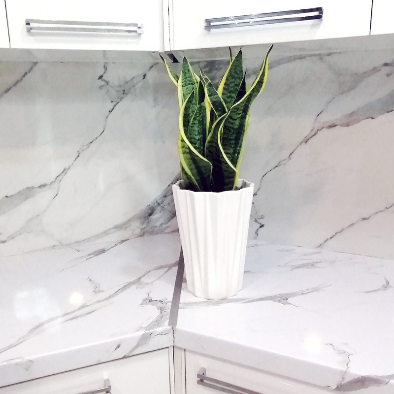 گیاه طبیعی سانسوریا ابلق مدل کرواتی