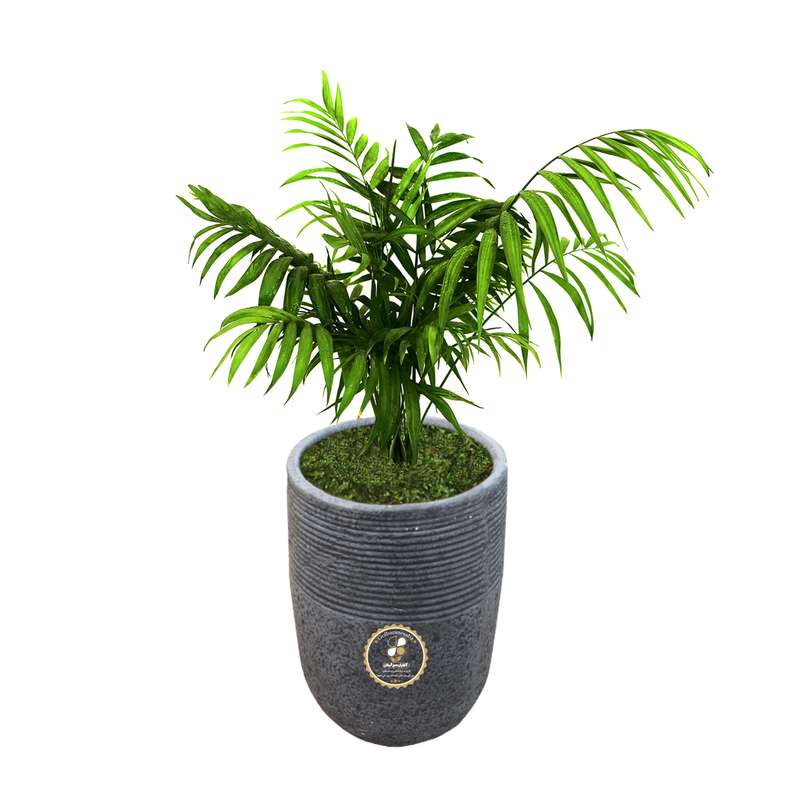 گیاه طبیعی شامادورا گلباران سبز گیلان مدل GN1-FANM3 گیاه طبیعی شامادورا گلباران سبز گیلان مدل GN1-FANM3