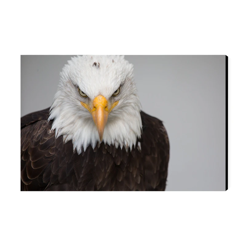 تابلو شاسی عرش مدل فانتزی عقاب کد As3276