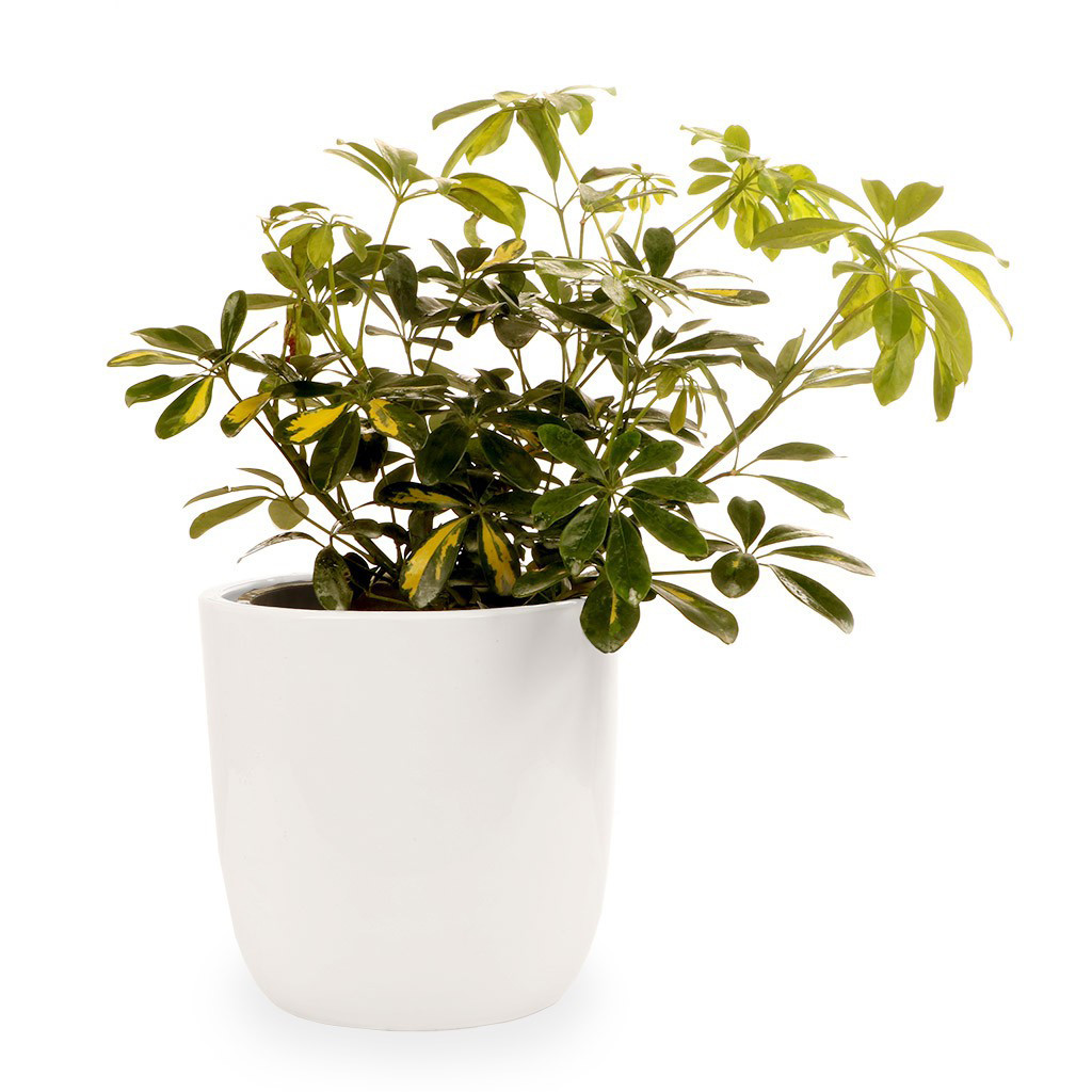 گلدان شفلرا گلیتال مدل GTL130 گلدان شفلرا گلیتال مدل GTL130