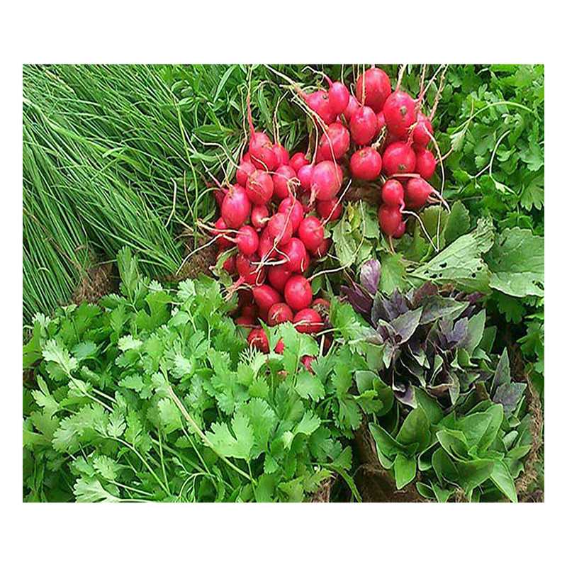 بذر سبزی خوراکی گرین فارم کد 08 مجموعه 8 عددی