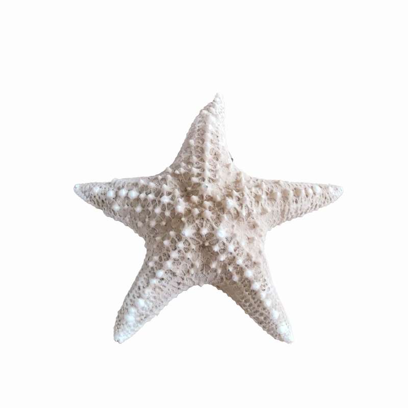 ستاره دریایی تزیینی مدل a1