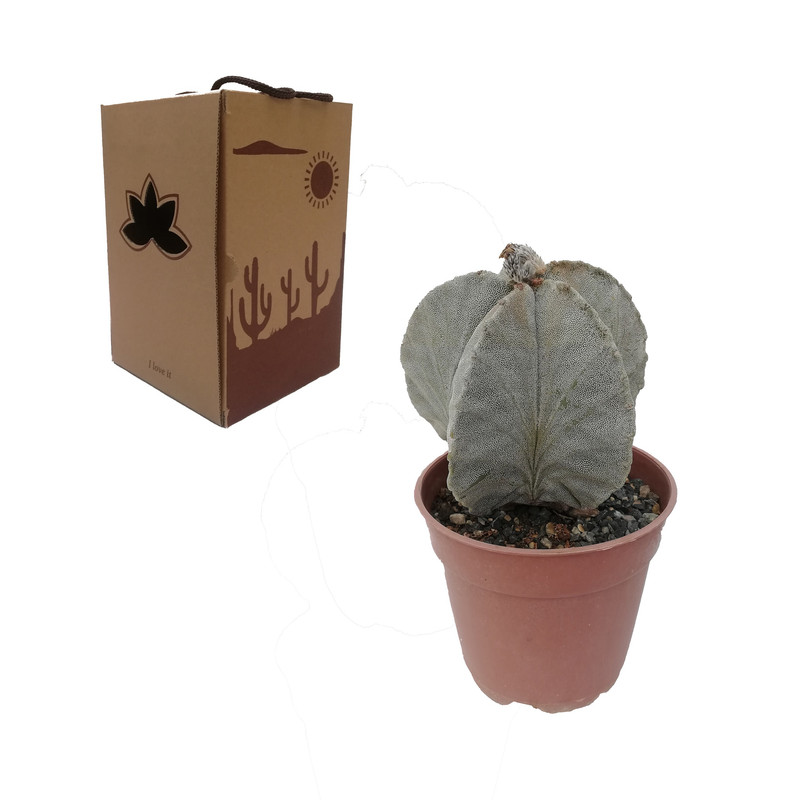 کاکتوس طبیعی آستروفیتوم کد 24564