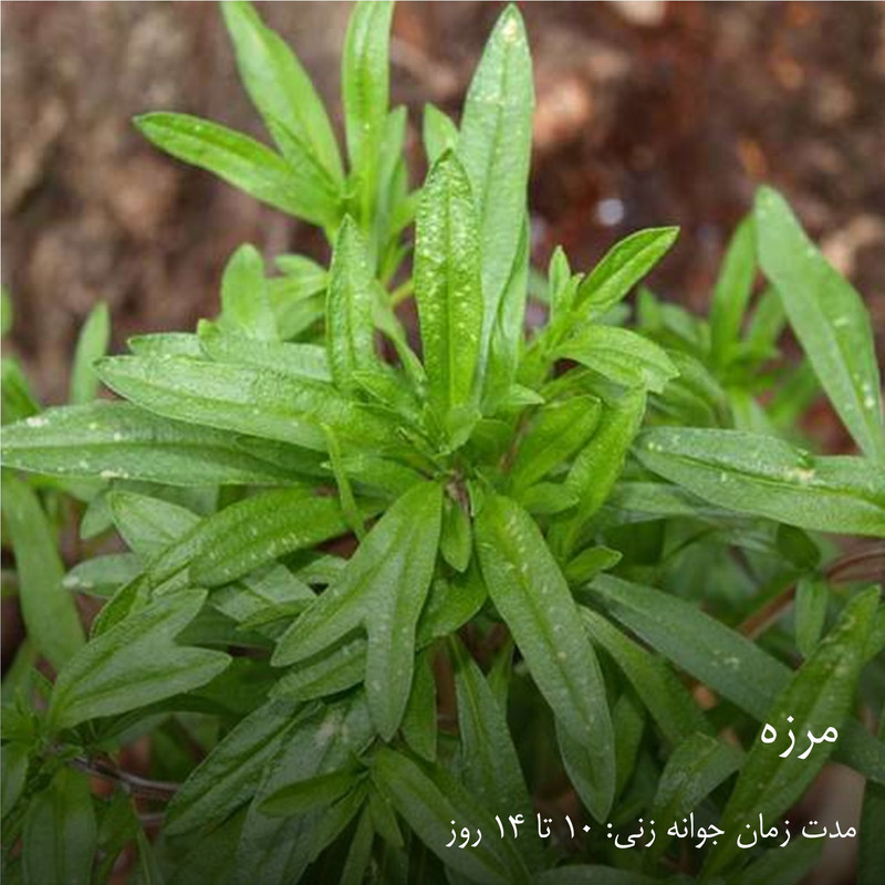 بذر سبزیجات هایپر‌کشت کد 2050 مجموعه 10 عددی