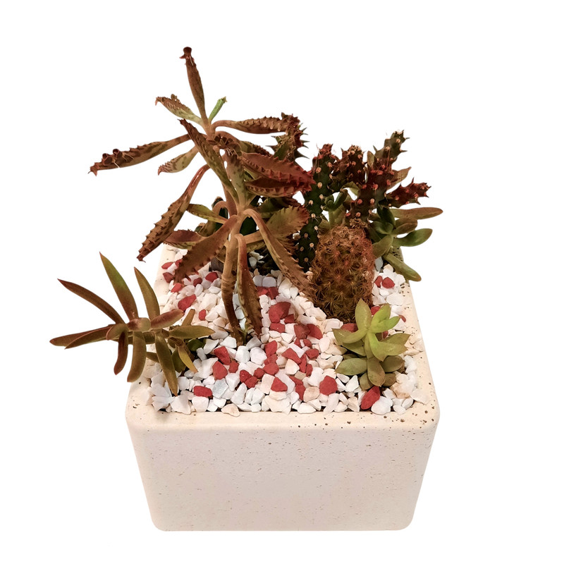 گیاه طبیعی کاکتوس و ساکولنت مدل دیش گاردن کد M گیاه طبیعی کاکتوس و ساکولنت مدل دیش گاردن کد M