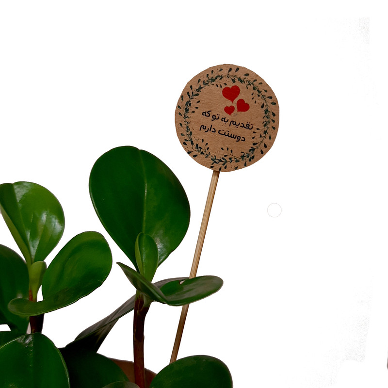 گیاه طبیعی قاشقی کد 02.A.P