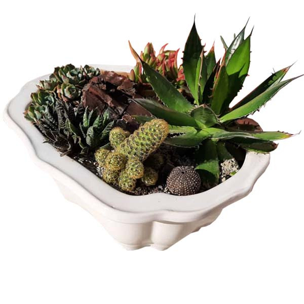 گیاه طبیعی کاکتوس مدل AMS12 گیاه طبیعی کاکتوس مدل AMS12