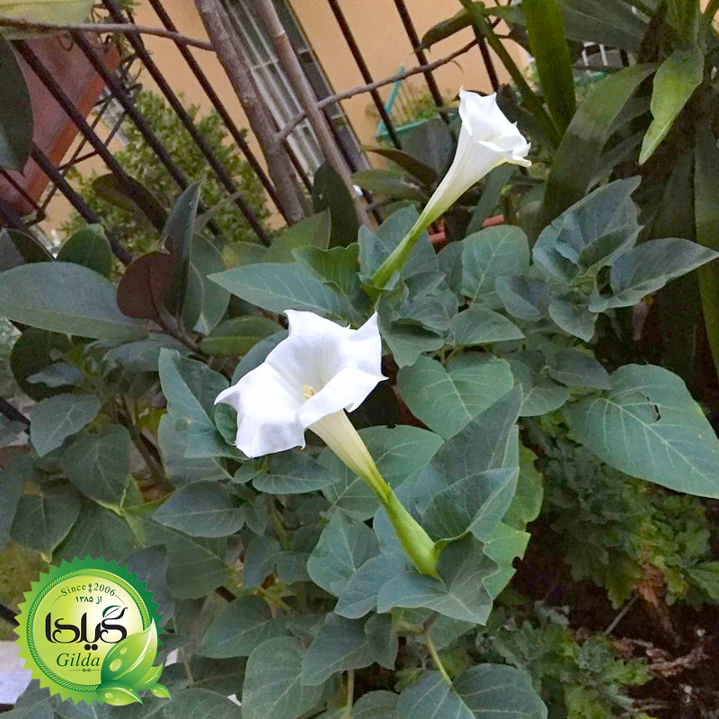 بذر گل های با رویش آسان گیلدا کد 093 مجموعه 10 عددی
