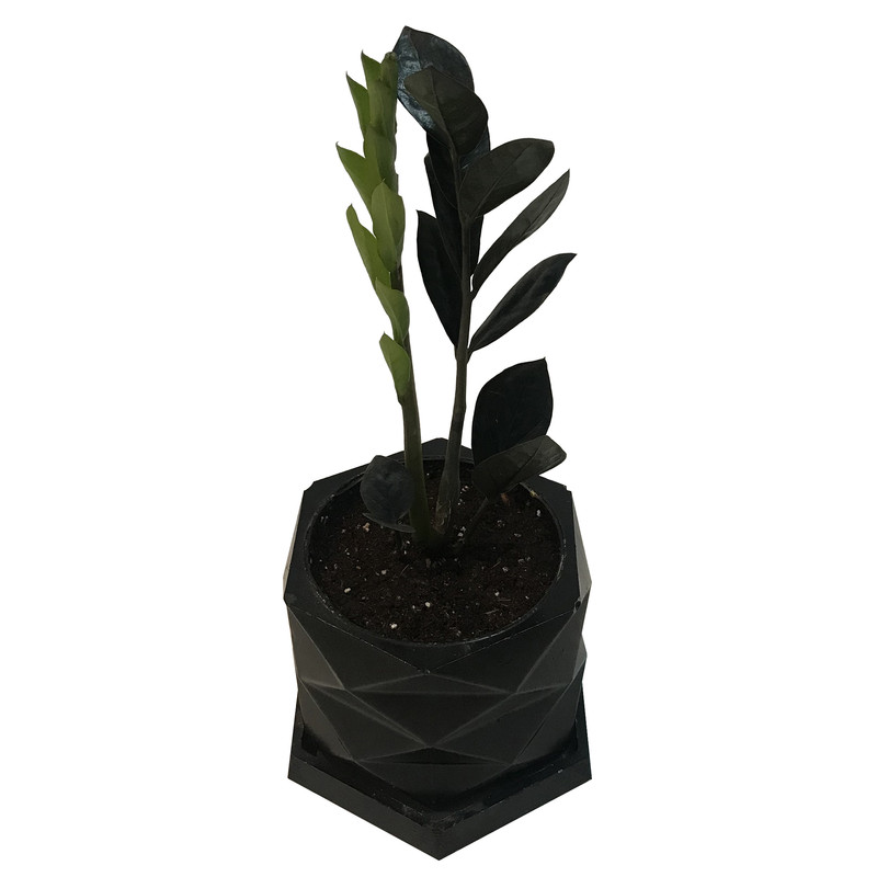 گياه طبیعی زاموفیلیا سوپربلک كد MS-04G