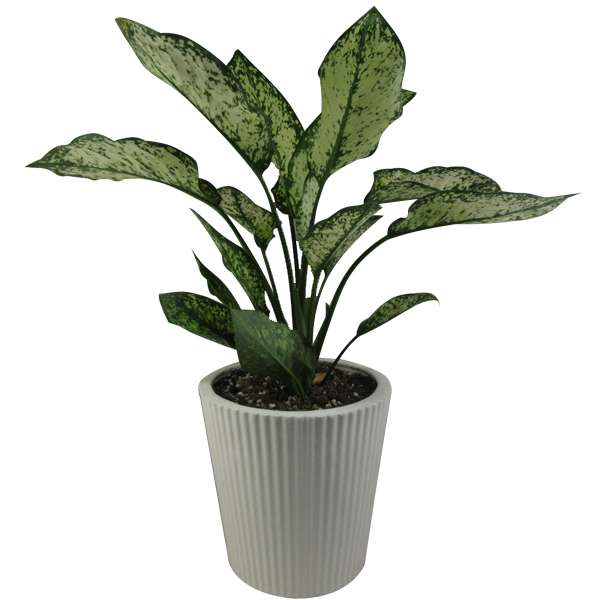 گیاه طبیعی آگلونما کد AB - M01 گیاه طبیعی آگلونما کد AB - M01