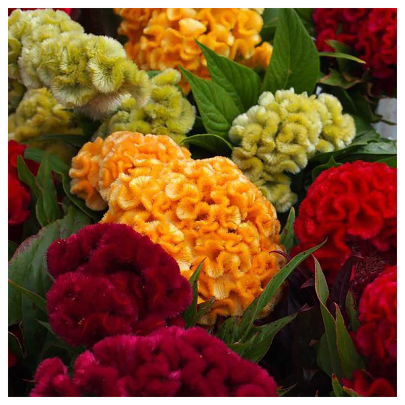بذر گلهای بهار گرین فارم کد 002 بسته 6 عددی