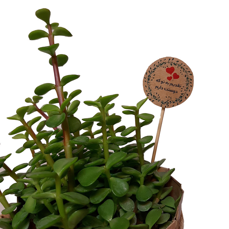 گیاه طبیعی خرفه کد P.A.03