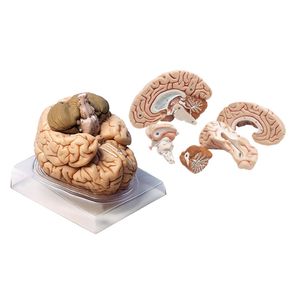 نقد و بررسی بازی آموزشی مدل مولاژ مغز انسان مدل 4Parts کد A4 توسط خریداران