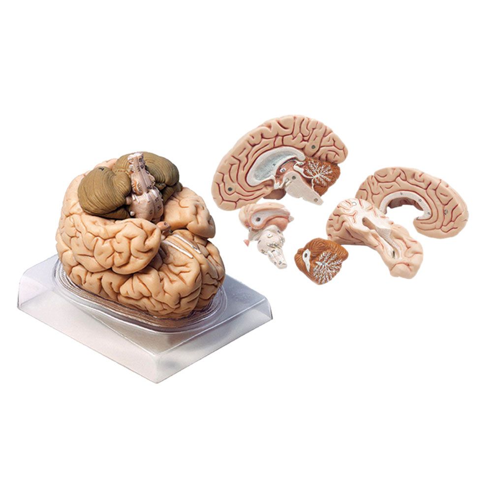 بازی آموزشی مدل مولاژ مغز انسان مدل 4Parts کد A4 -  - 1
