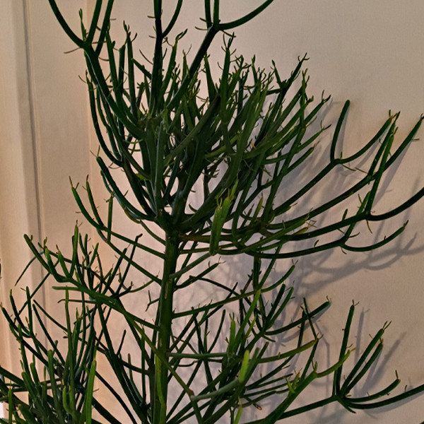 گل طبیعی افوربیا تیروکالی تافکو کد 10000 گل طبیعی افوربیا تیروکالی تافکو کد 10000