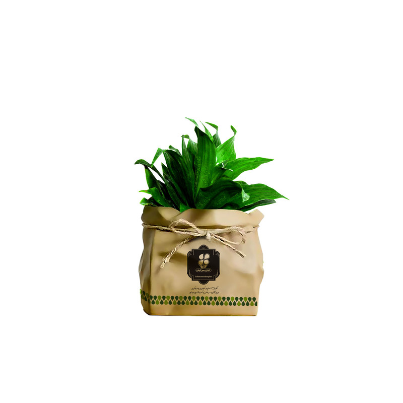 گیاه طبیعی دراسنا کامپکت شرکت گلباران سبز گیلان مدل GN12-17K گیاه طبیعی دراسنا کامپکت شرکت گلباران سبز گیلان مدل GN12-17K