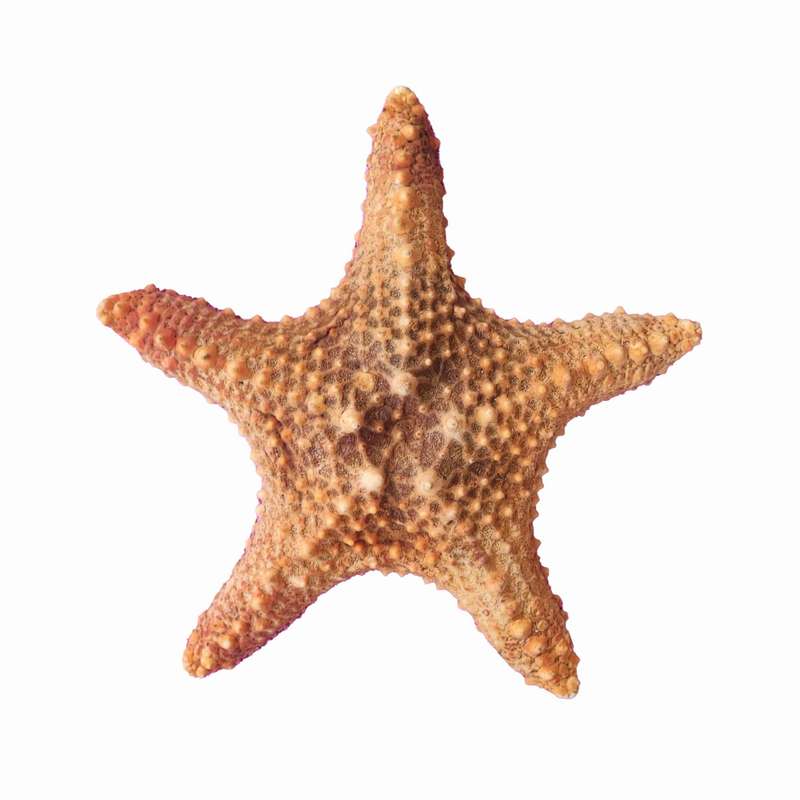 ستاره دریایی تزیینی مدل v30