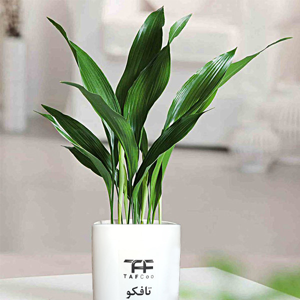 گیاه طبیعی برگ عبایی تافکو کد 1x گیاه طبیعی برگ عبایی تافکو کد 1x