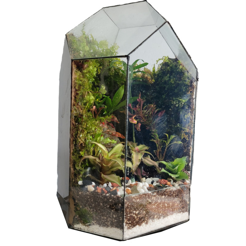 گیاه طبیعی تراریوم مدل 012