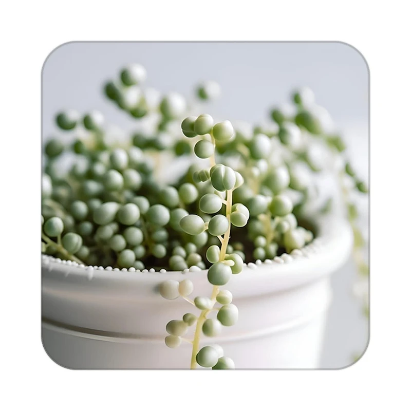 زیر لیوانی کاکتی طرح گل مدل mp18125