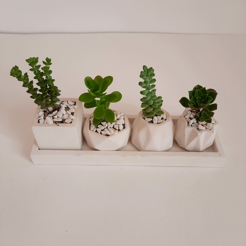 گیاه طبیعی ساکولنت و کاکتوس مدل 01 مجموعه 4 عددی گیاه طبیعی ساکولنت و کاکتوس مدل 01 مجموعه 4 عددی