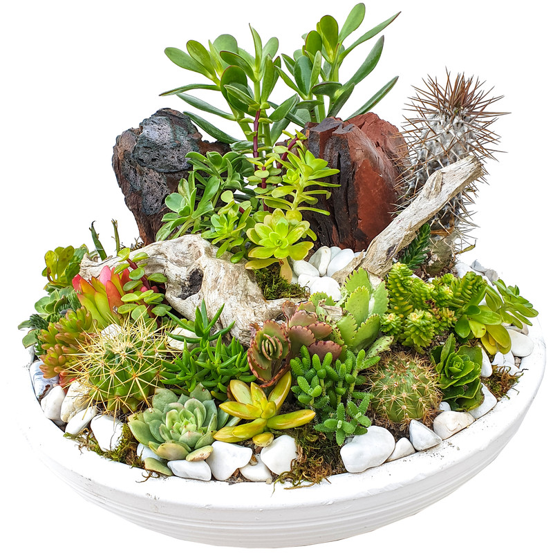 گیاه طبیعی کاکتوس مدل MK-99007