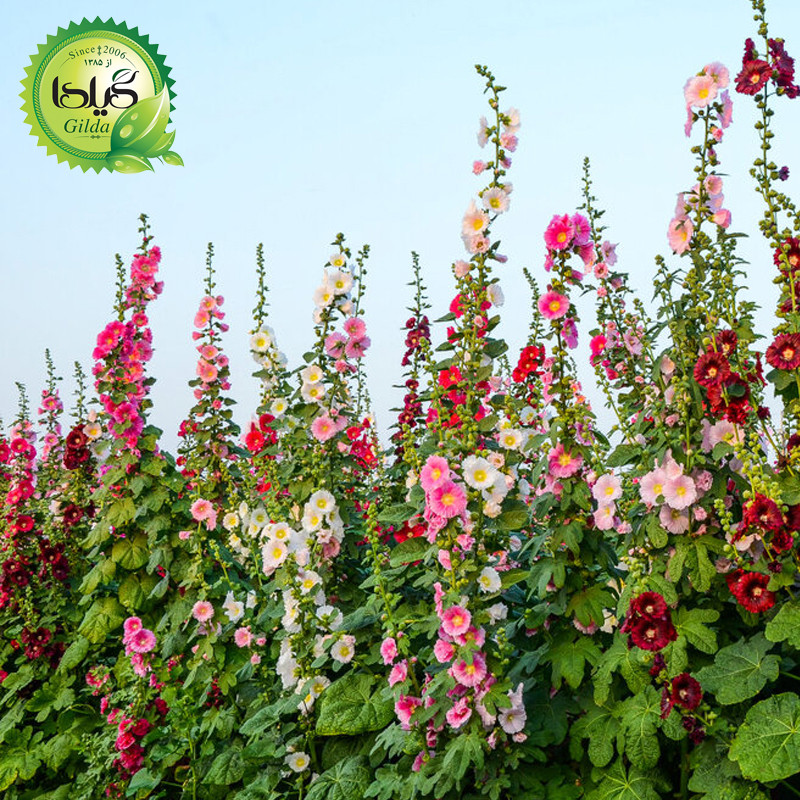 بذر ختمی الوان گیلدا کد 916