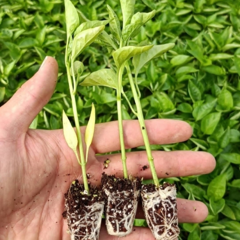 گیاه نشا گوجه فرنگی مدل SINI160 بسته 150 عددی گیاه نشا گوجه فرنگی مدل SINI160 بسته 150 عددی