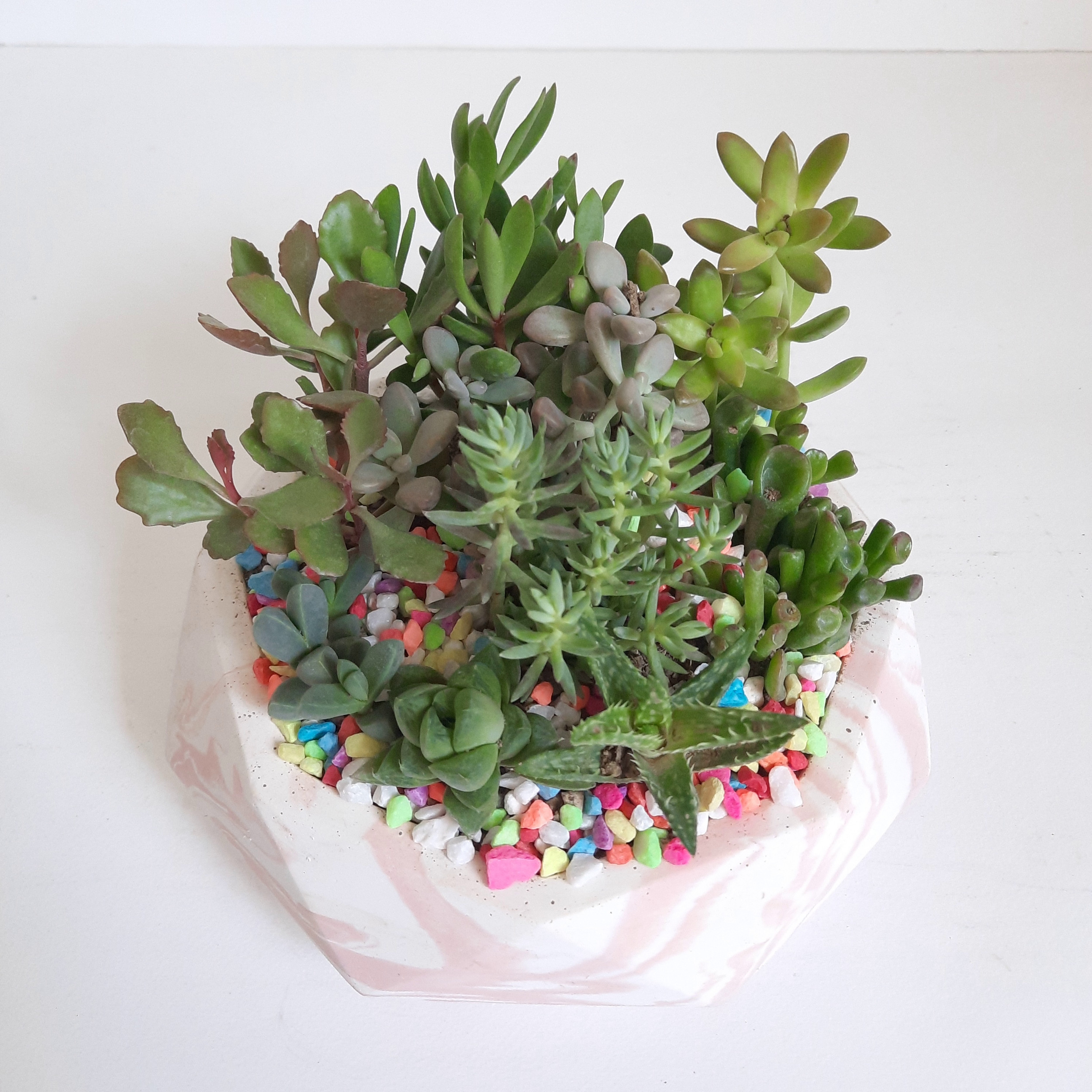 گیاه طبیعی دیش گاردن ساکولنت کد 02 گیاه طبیعی دیش گاردن ساکولنت کد 02