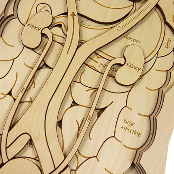 بازی آموزشی مدل مولاژ آناتومی بدن انسان کد M117-2