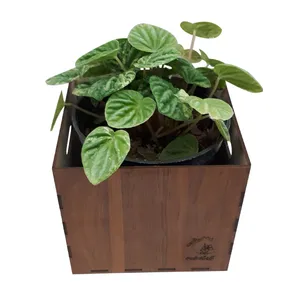 گیاه طبیعی پیرومیا سبز ناردونه کد SA 001