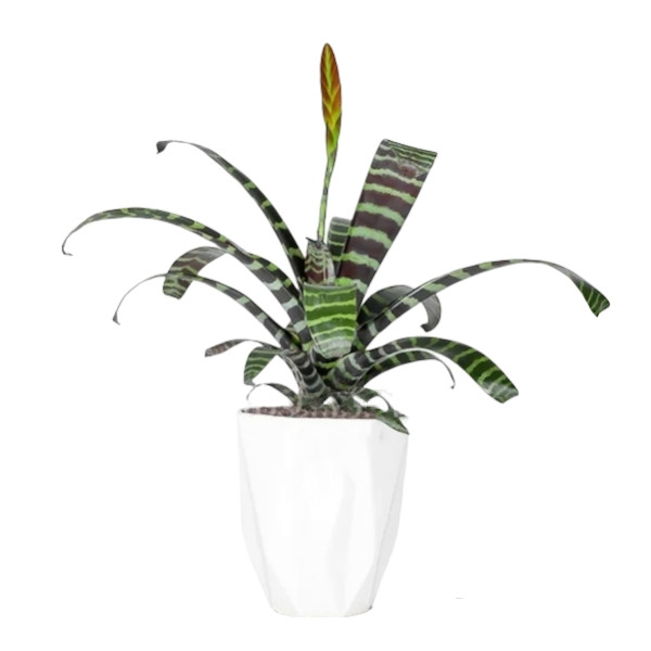 گیاه طبیعی ورزیا زبرا کد 20 گیاه طبیعی ورزیا زبرا کد 20