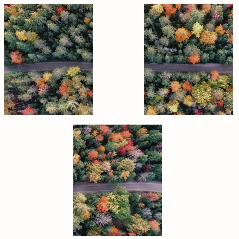 پوستر مدل مستر  جنگل در پاییز-چاپ طبیعت مجموعه 3 عددی