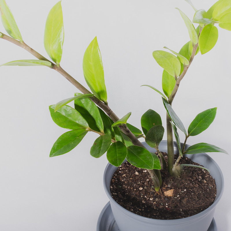 گیاه طبیعی زاموفیلیا مدل P-15