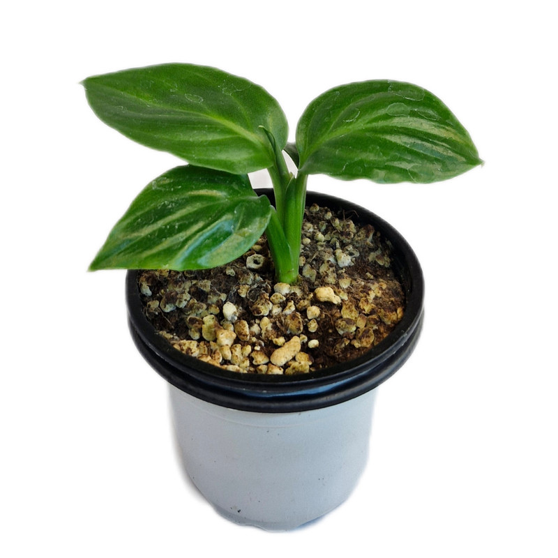 گیاه طبیعی فیلوم مدل sensation