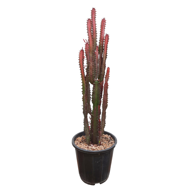 گیاه طبیعی افوربیا تریگونا قرمز چند شاخه آرکاد گل مدل Tr62B10