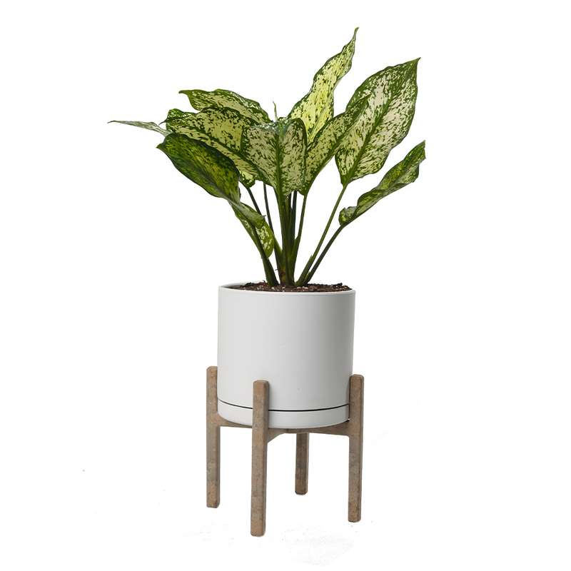 گیاه طبیعی آگلونما کد 10311/2201-5101