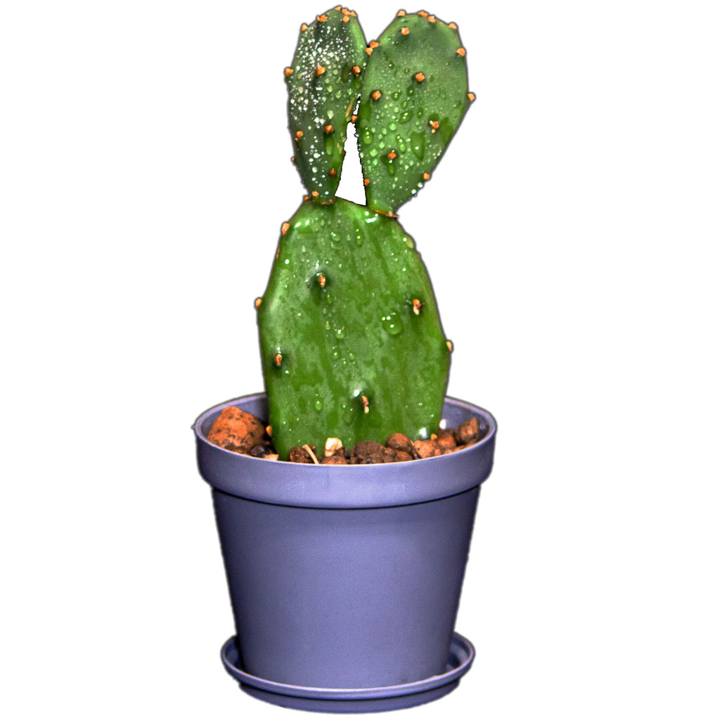 گیاه طبیعی کاکتوس مدل آپونتیا L-C-02