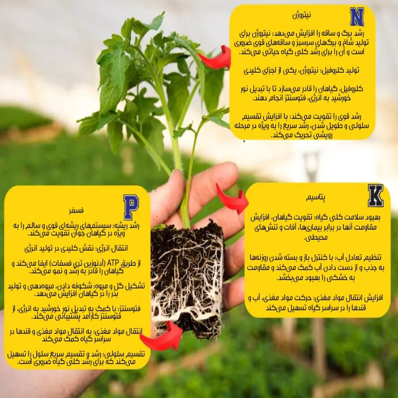 کود کریستال برگدهی بهاران مدل Npk10-52-10 وزن 150 گرم
