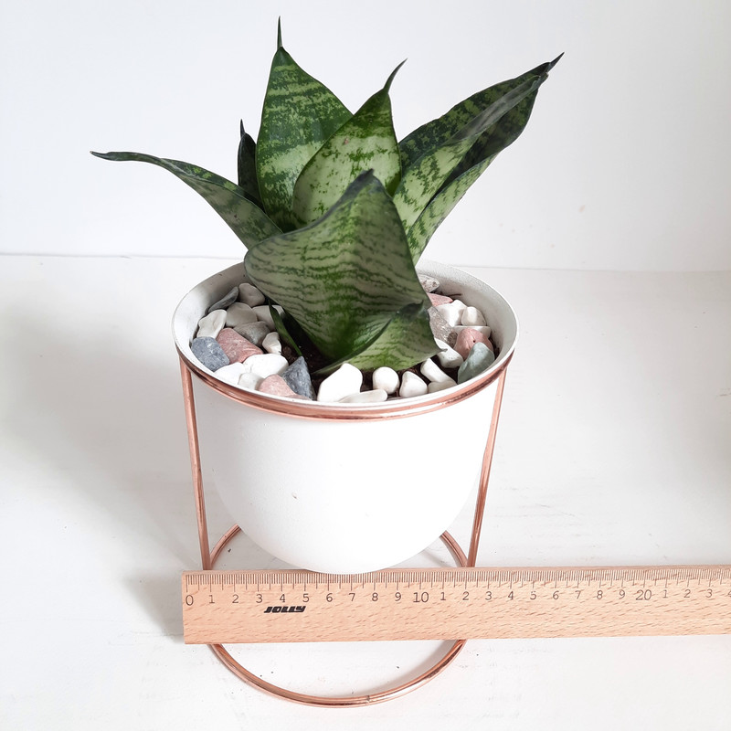 گیاه طبیعی سانسوریا کراواتی کد FS گیاه طبیعی سانسوریا کراواتی کد FS