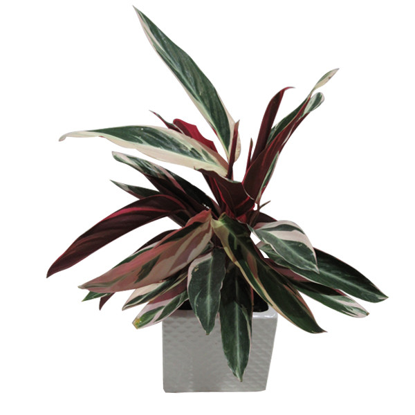 گیاه طبیعی مارانتا کد GH - M01