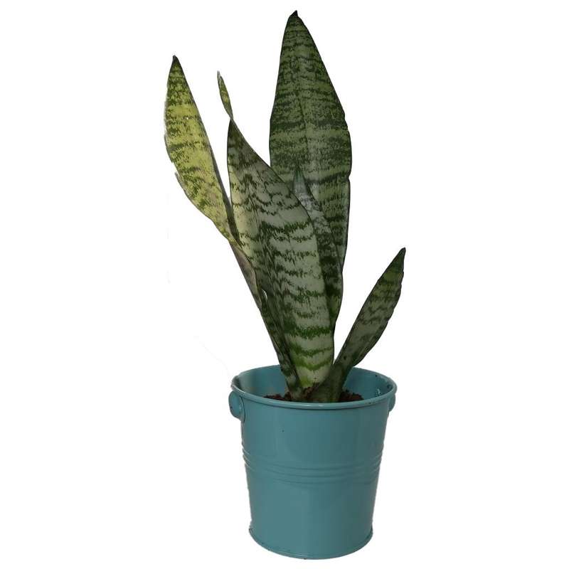 گیاه طبیعی سانسوریا کرواتی کد sf03