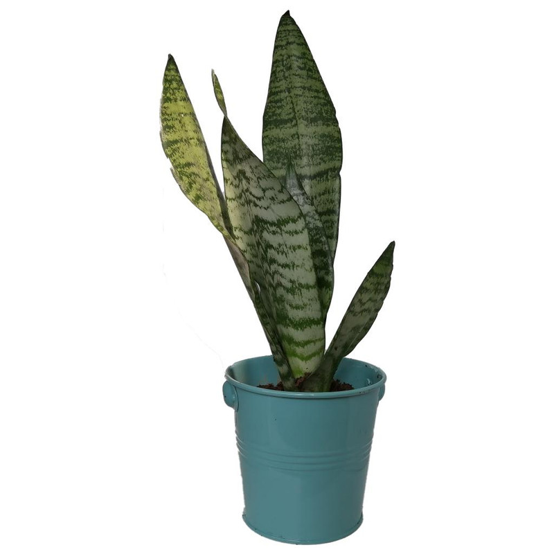 گیاه طبیعی سانسوریا کرواتی کد sf03