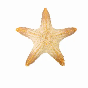 ستاره دریایی تزیینی مدل f20